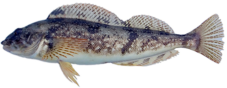 white_spotted_greenling